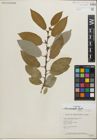 Foto von Salix padophylla Rydb.